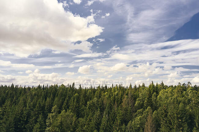 Clouds above forest of pine trees — Stock Photo