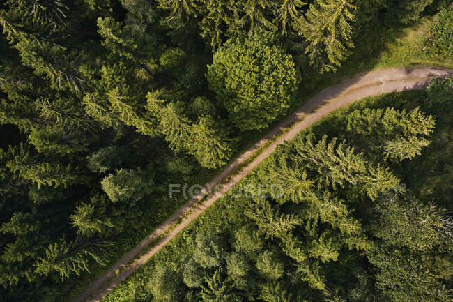 Aerial view of rural road through forest — Stock Photo