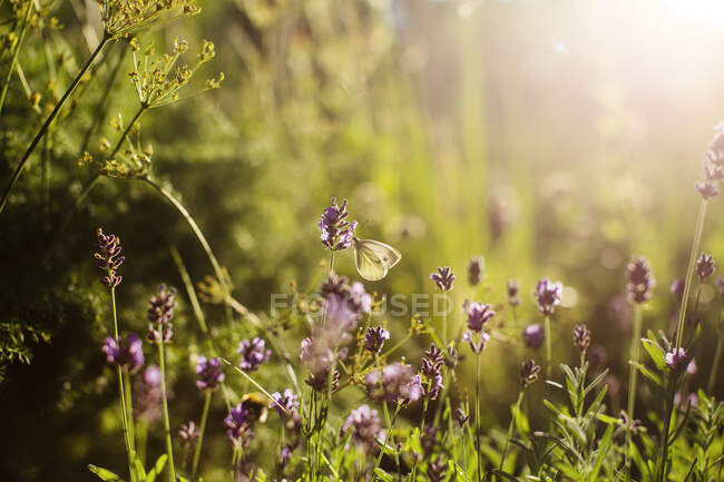 Lemon butterfly on lavender flowers — Stock Photo