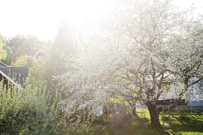 Дерево с цветами под солнцем — стоковое фото