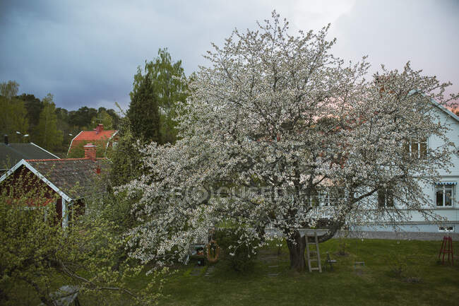 Árbol con flores por casas - foto de stock