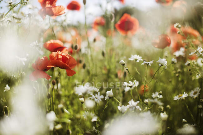 Poppies and daisies in field — Stock Photo