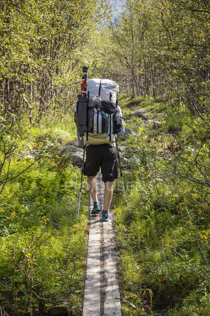 Man hiking on boardwalk in forest — Stock Photo