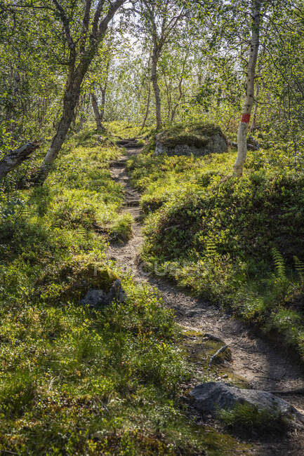 Sentier de randonnée et arbres en forêt — Photo de stock