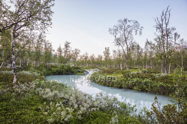 Ruisseau glaciaire, fleurs et arbres — Photo de stock