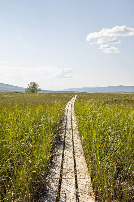 Boardwalk through grass in field — Stock Photo