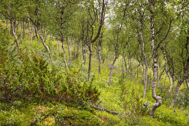 Дерева в лісі на пагорбі — стокове фото