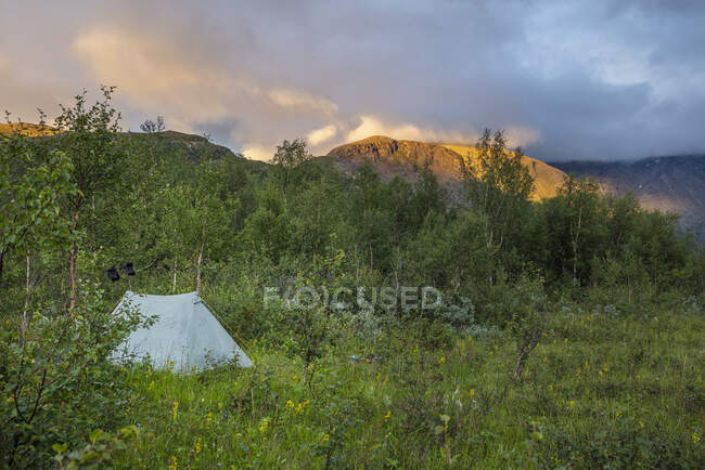 Tenda e alberi durante il tramonto — Foto stock