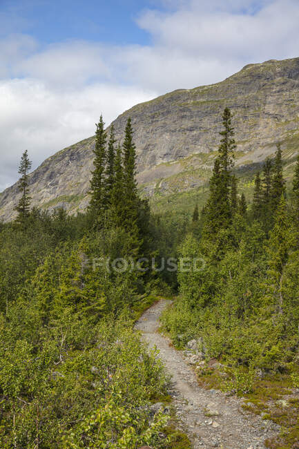 Treinar através da floresta para a montanha — Fotografia de Stock