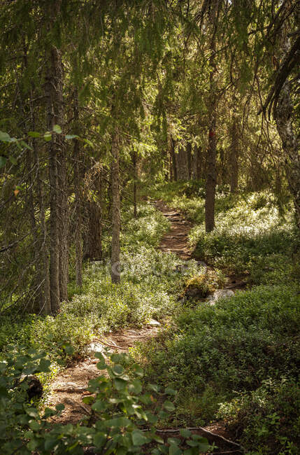 Sentier entre les arbres en forêt — Photo de stock