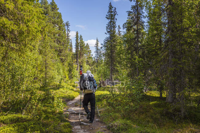 Escursioni dell'uomo sul sentiero attraverso la foresta — Foto stock