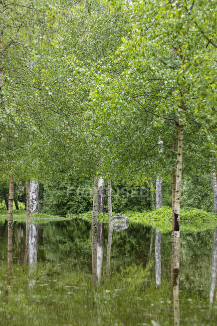 Reflexión de los árboles en el lago - foto de stock