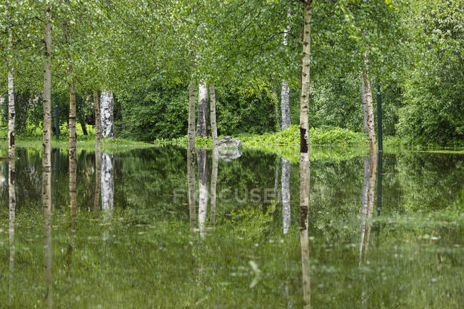 Reflexão de árvores em lago — Fotografia de Stock