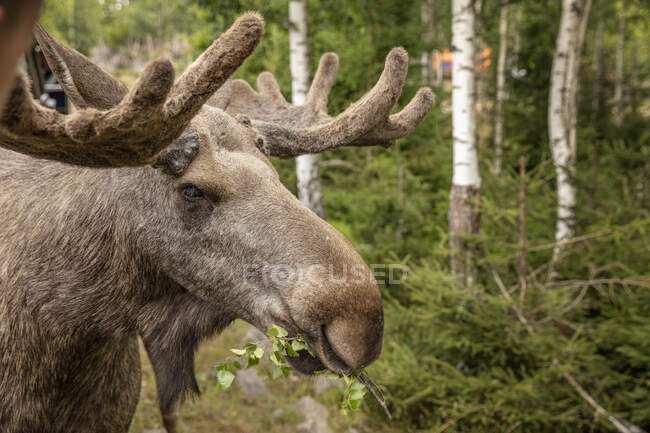 Bull moose grazing in forest — Stock Photo