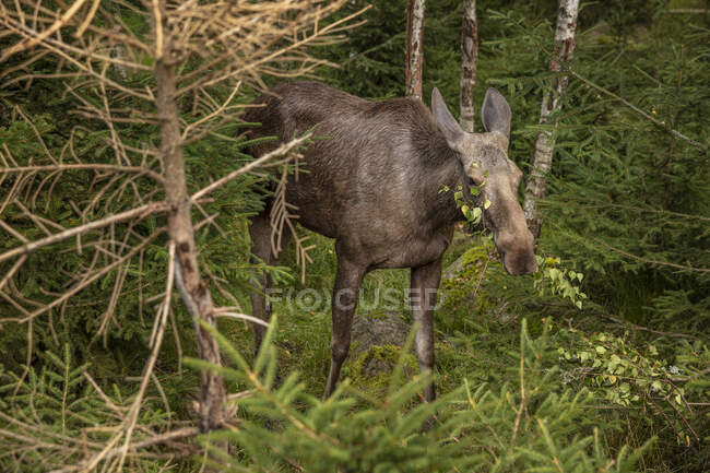 Female moose grazing in forest — Stock Photo