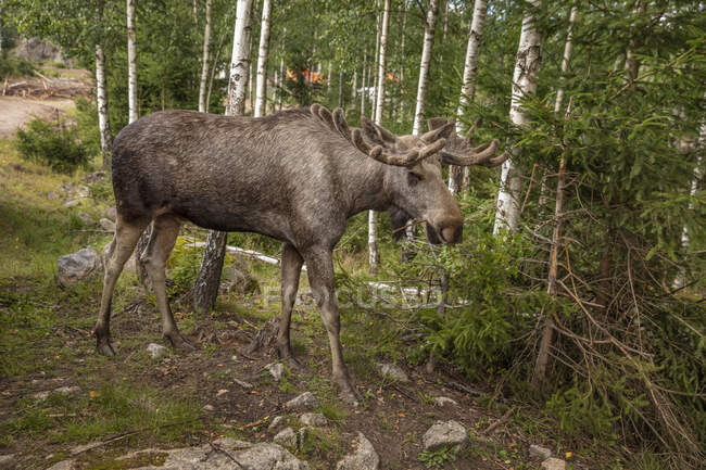 Bull moose grazing in forest — Stock Photo