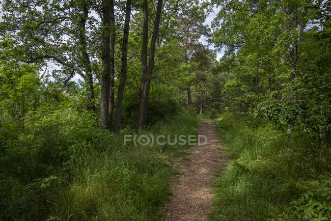 Sentier et arbres en forêt — Photo de stock