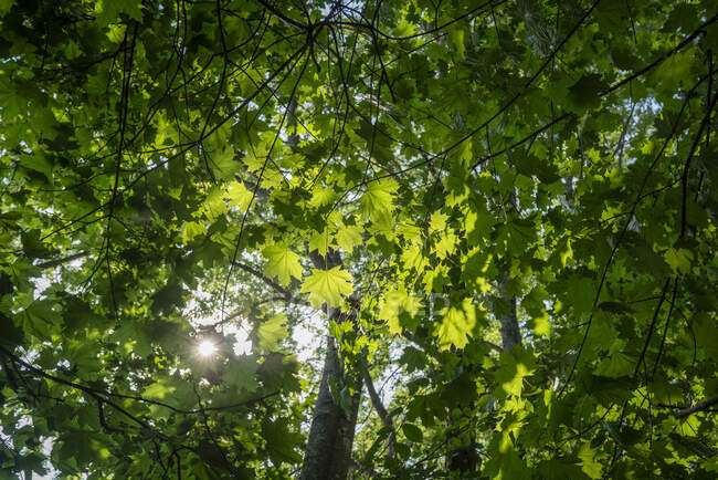 Luz do sol por trás de ramos de árvore de bordo — Fotografia de Stock