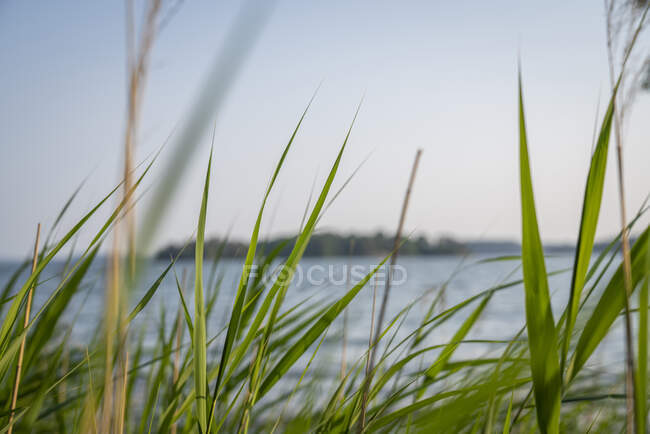 Gros plan d'herbe par lac — Photo de stock