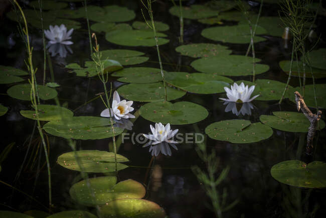 Flor de lirio de agua en estanque - foto de stock