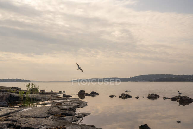 Bird flying over lake at sunset — Stock Photo