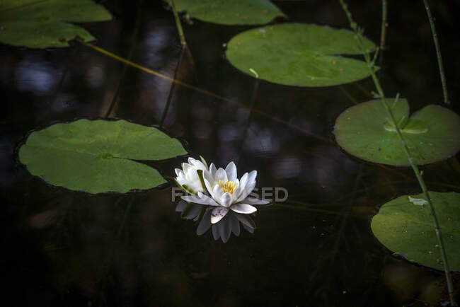 Flor de lirio de agua en estanque - foto de stock