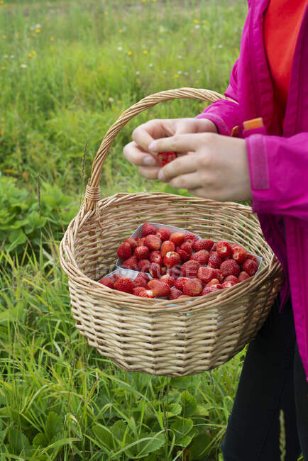 Hands of girl holding basket of strawberries — Stock Photo
