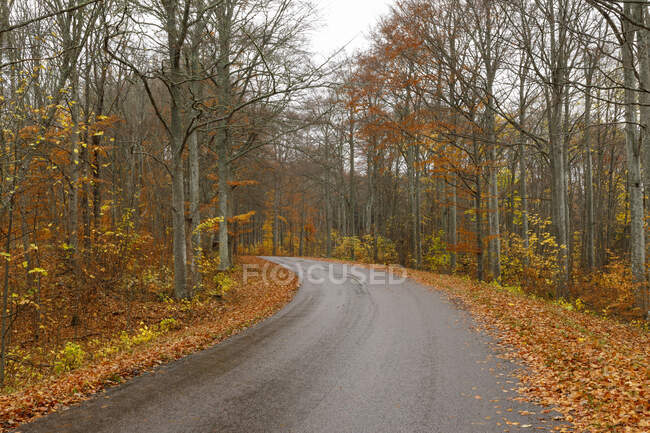 Estrada através da floresta durante o outono — Fotografia de Stock