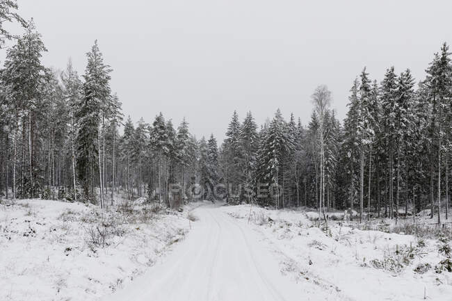 Estrada rural através da floresta na neve — Fotografia de Stock