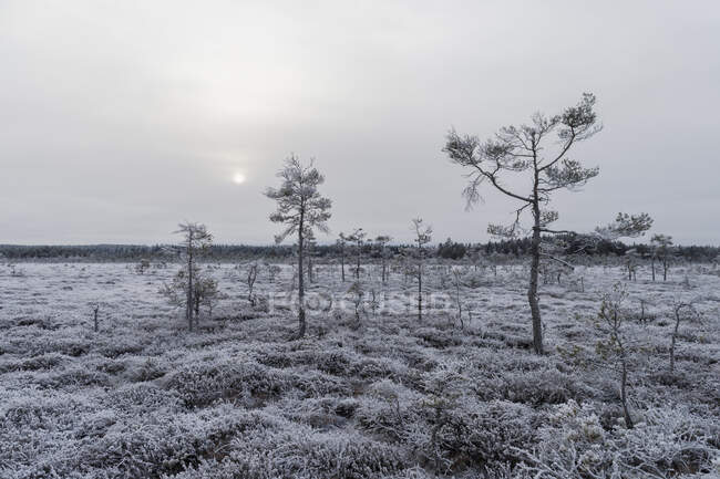 Alberi e neve in campo — Foto stock
