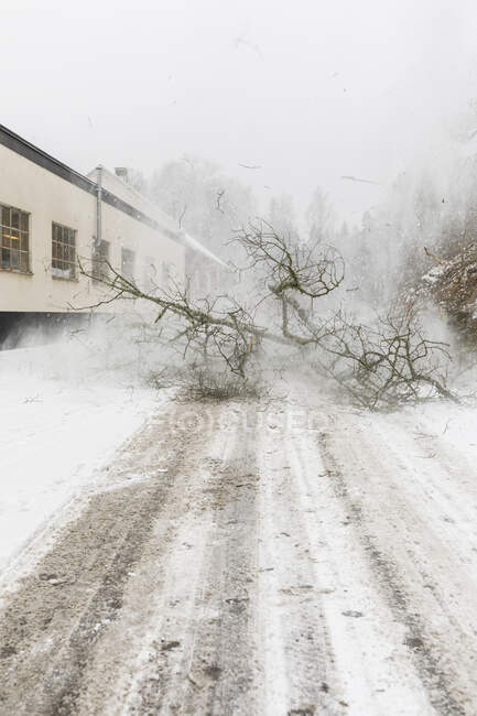 Падение дерева на сельской дороге под снегом — стоковое фото