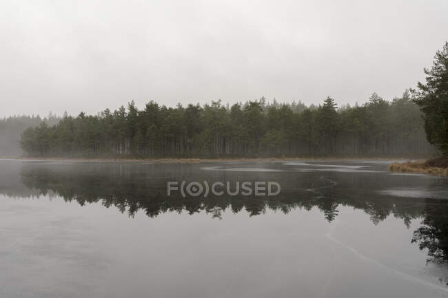 Bosque y reflexión en el lago - foto de stock