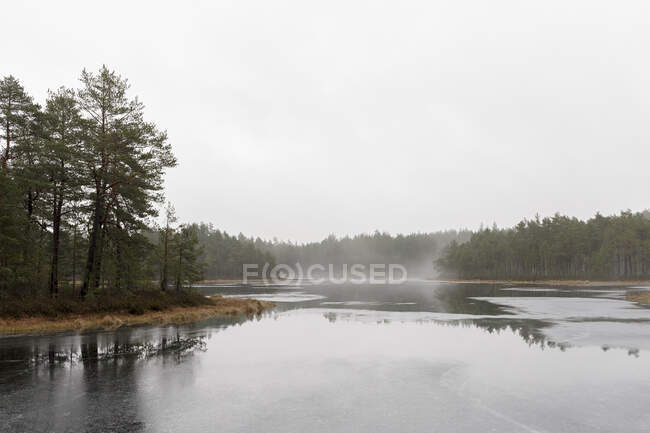 Лес и отражение в озере — стоковое фото