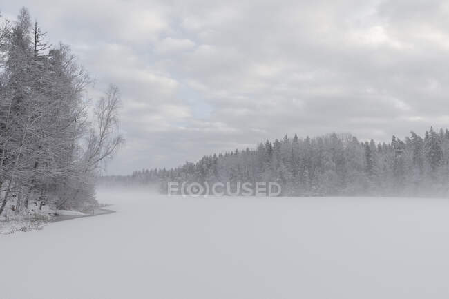 Bosque por lago durante el invierno - foto de stock