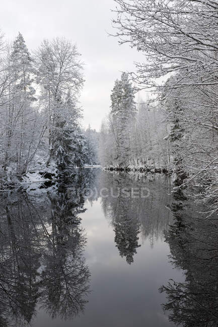 Árboles y lago en invierno - foto de stock