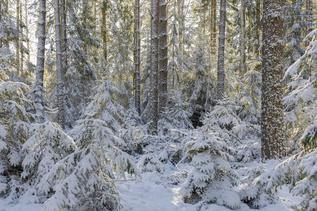 Neve em árvores em floresta — Fotografia de Stock