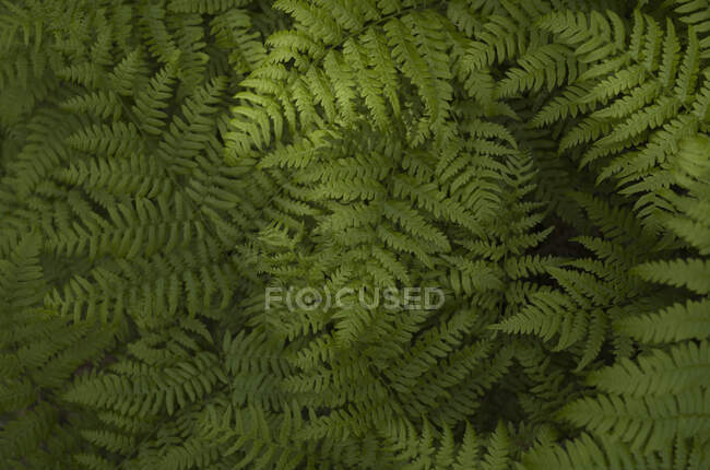 Full frame of fern fronds — Stock Photo