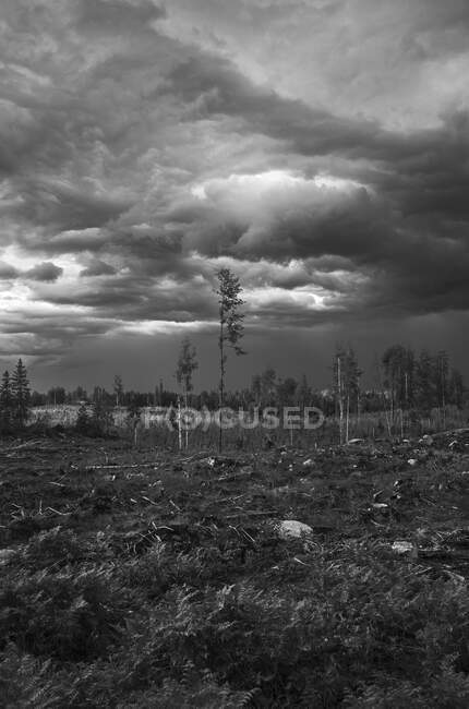 Облака над лесом и полем — стоковое фото