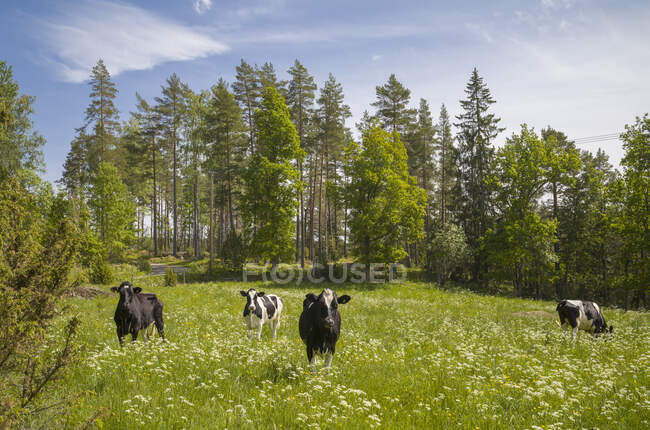 Vacas pastando em campo por floresta — Fotografia de Stock