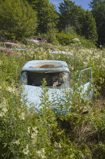 Carros abandonados em campo por floresta — Fotografia de Stock