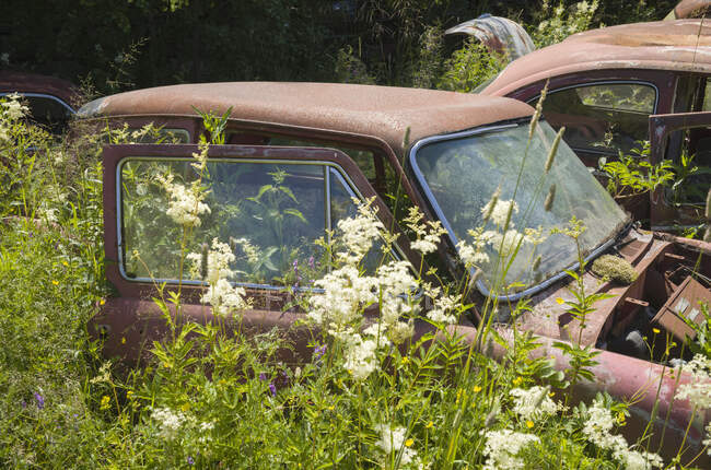 Abandoned cars and flowers in field — Stock Photo
