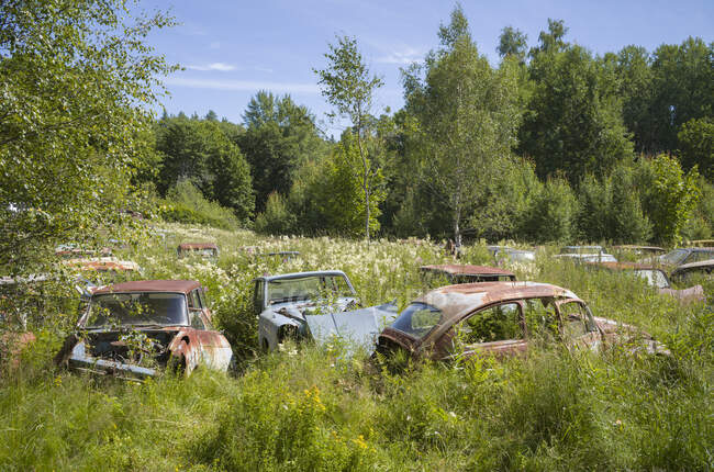 Abandoned cars in field by forest — Stock Photo