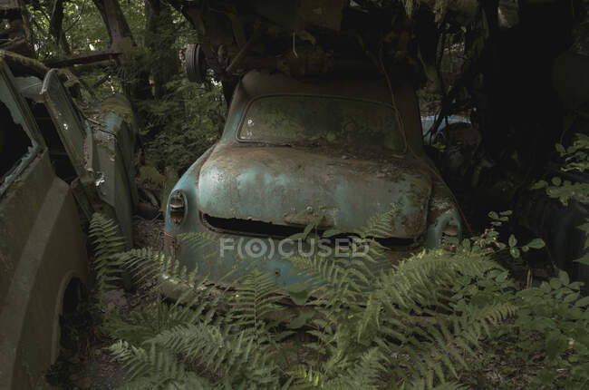 Куча брошенных машин в лесу — стоковое фото