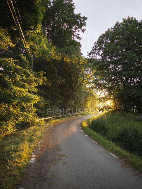 Дорога через лес на закате — стоковое фото
