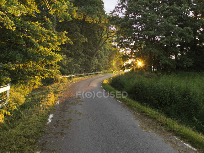 Estrada através da floresta durante o pôr do sol — Fotografia de Stock