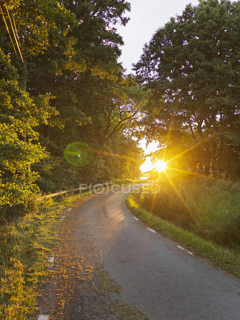 Strada attraverso la foresta durante il tramonto — Foto stock