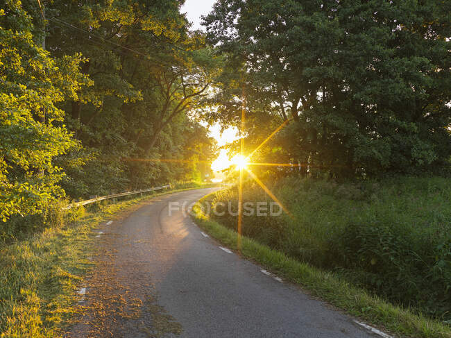 Route à travers la forêt pendant le coucher du soleil — Photo de stock