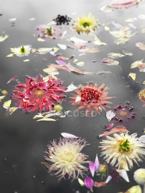 Flores de Dahlia flotando en el estanque - foto de stock