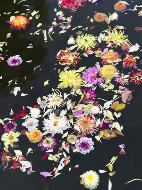 Dahlia flowers floating in pond — Stock Photo