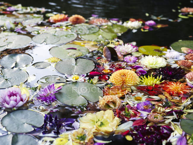 Dahlia flores y almohadillas de lirio en el estanque - foto de stock